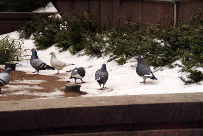 [Pigeons+in+the+Snow.jpg]