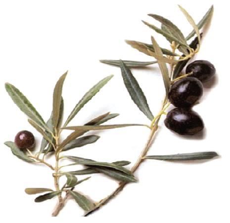 [olive+3.jpg]