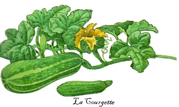 [courgette+2.jpg]