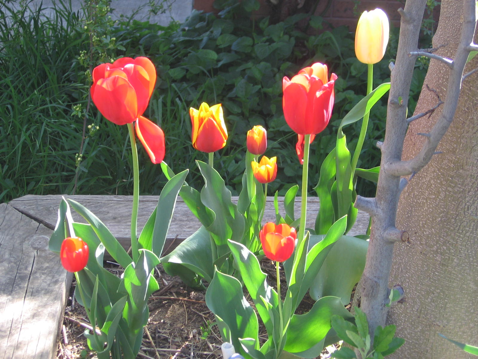 [tulips+002.jpg]