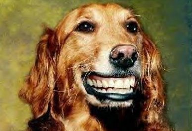 [dog+smile.jpg]