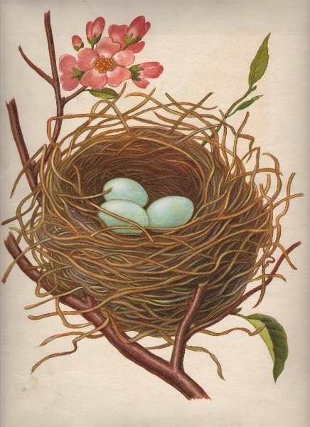[bird+nest+w+egg+]