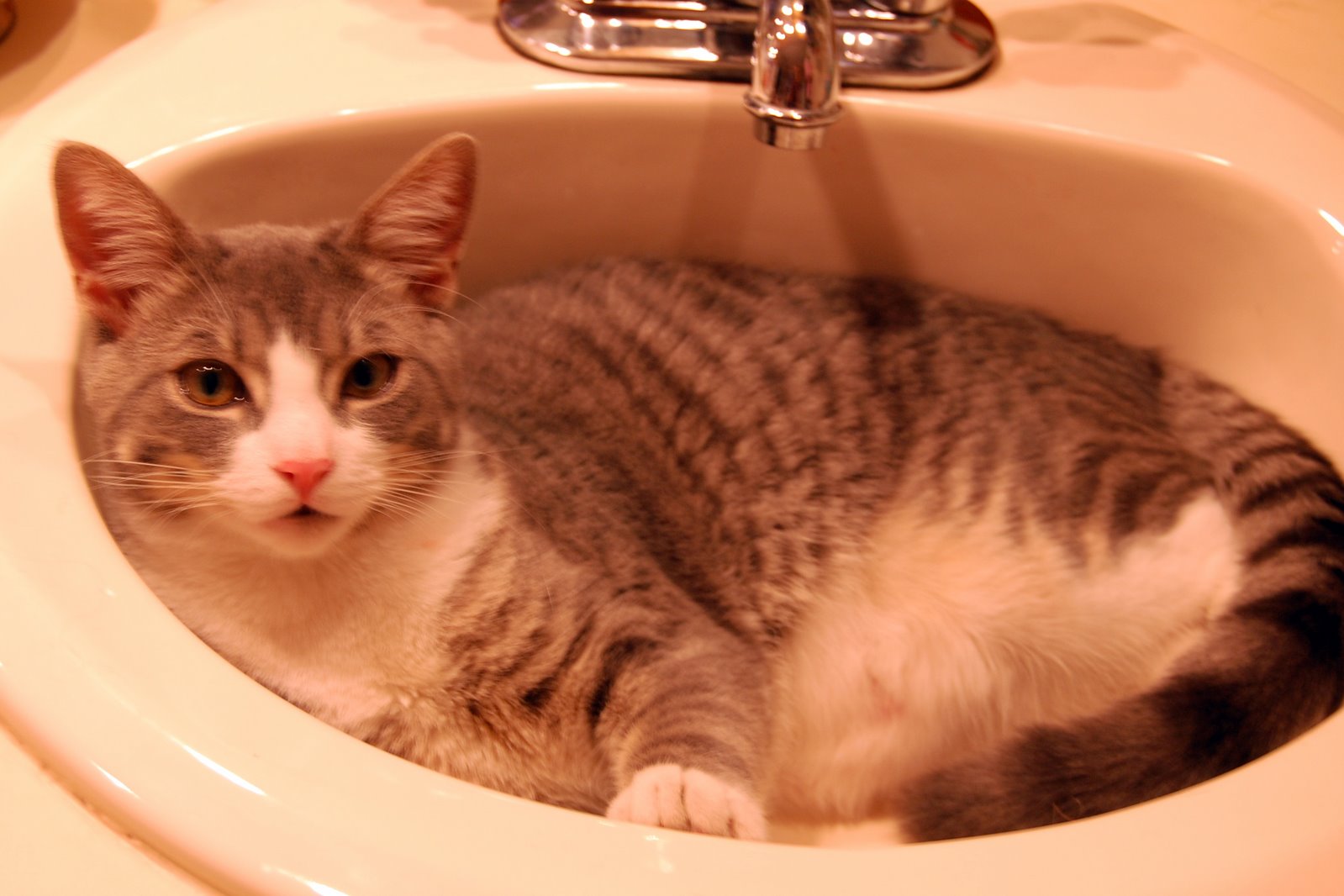 [cat+in+sink.jpg]