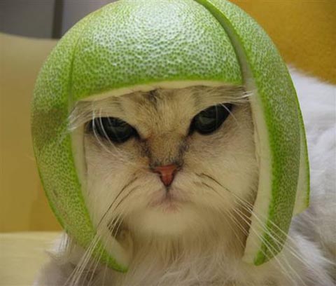 [lime-cat.jpg]