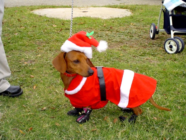 [Santa+Dog+1.jpg]