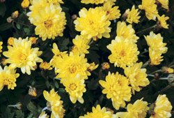 [top10_poison_Chrysanthemum.jpg]