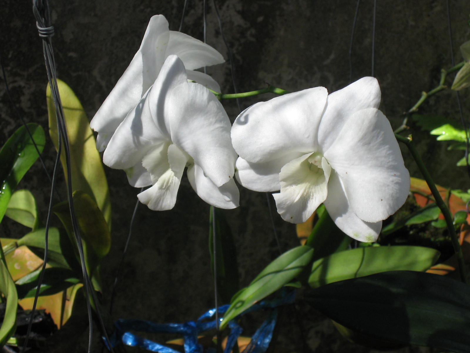 [white+orchid.JPG]