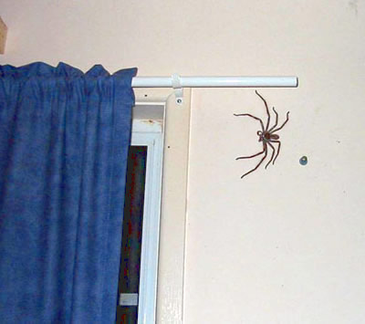 [spider-on-wall.jpg]