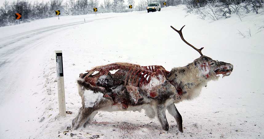 [frozen+reindeer.jpg]