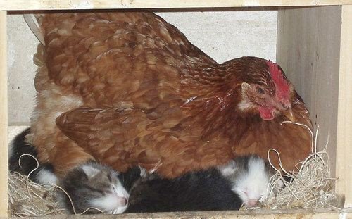 [hen+and+kits.bmp]