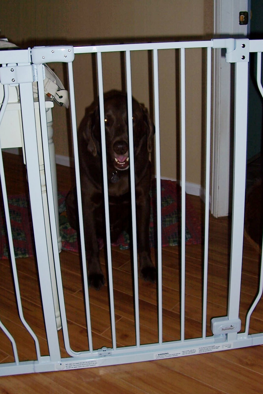 [charlie+at+the+baby+gate.JPG]