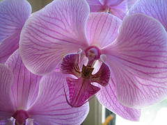 [Phalaenopsis+Orchid+by+audreyjm529.jpg]