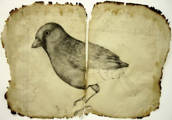 Eric Ailcane - retro bird drawing