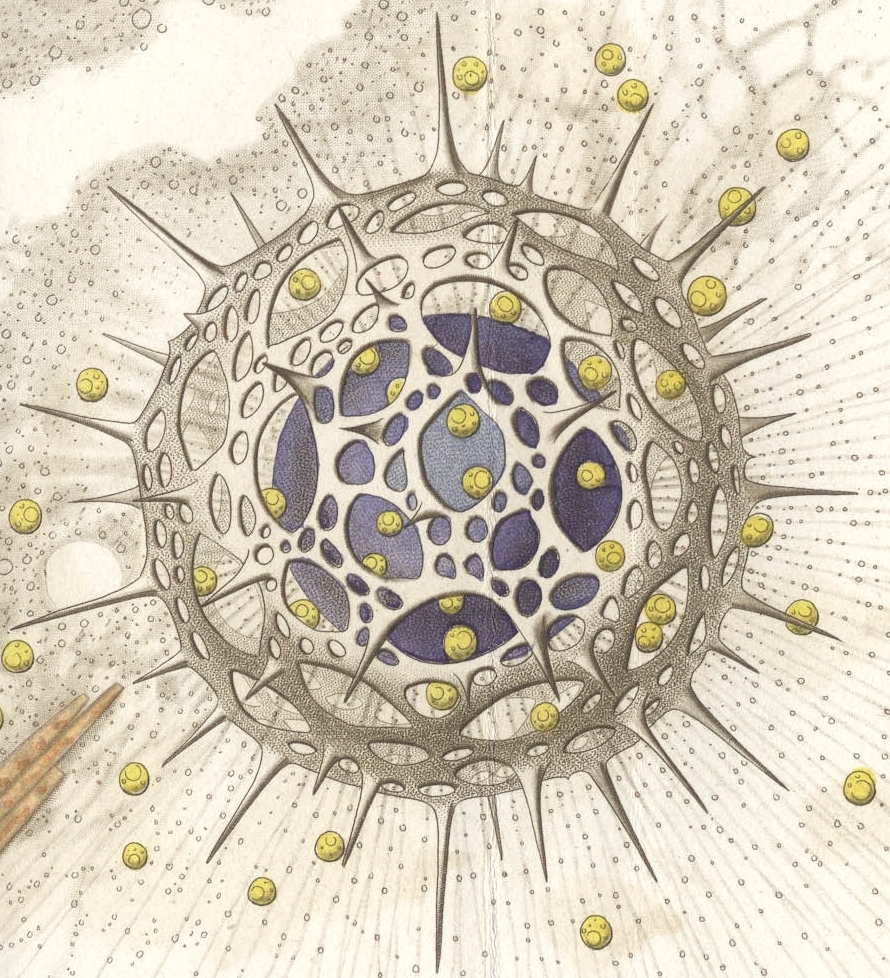 [Haeckel+1865.jpg]