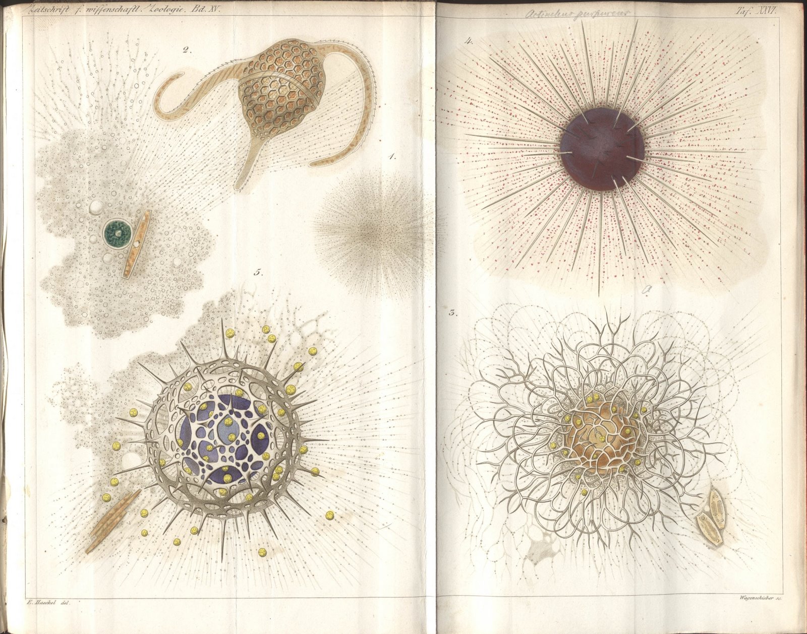 [Haeckel+1865+pl.1.jpg]