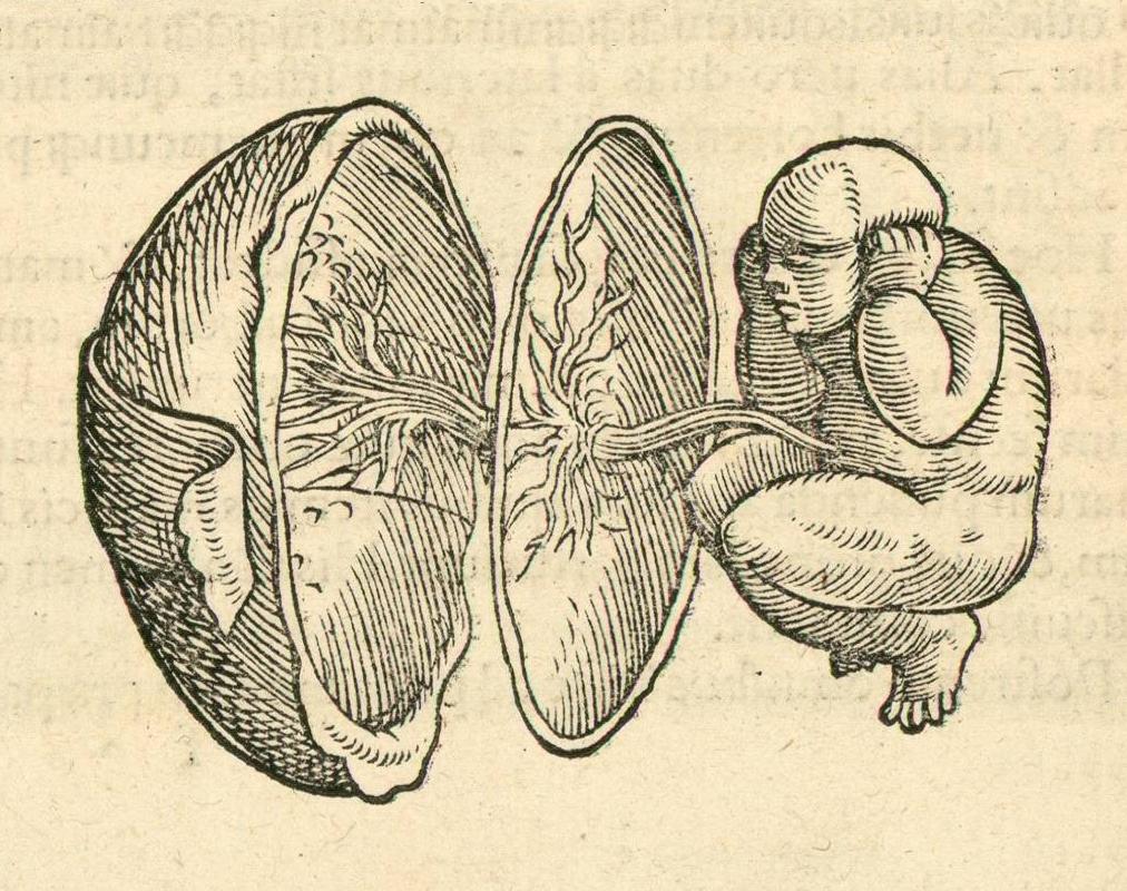 1554 anatomy of foetus, placenta and womb