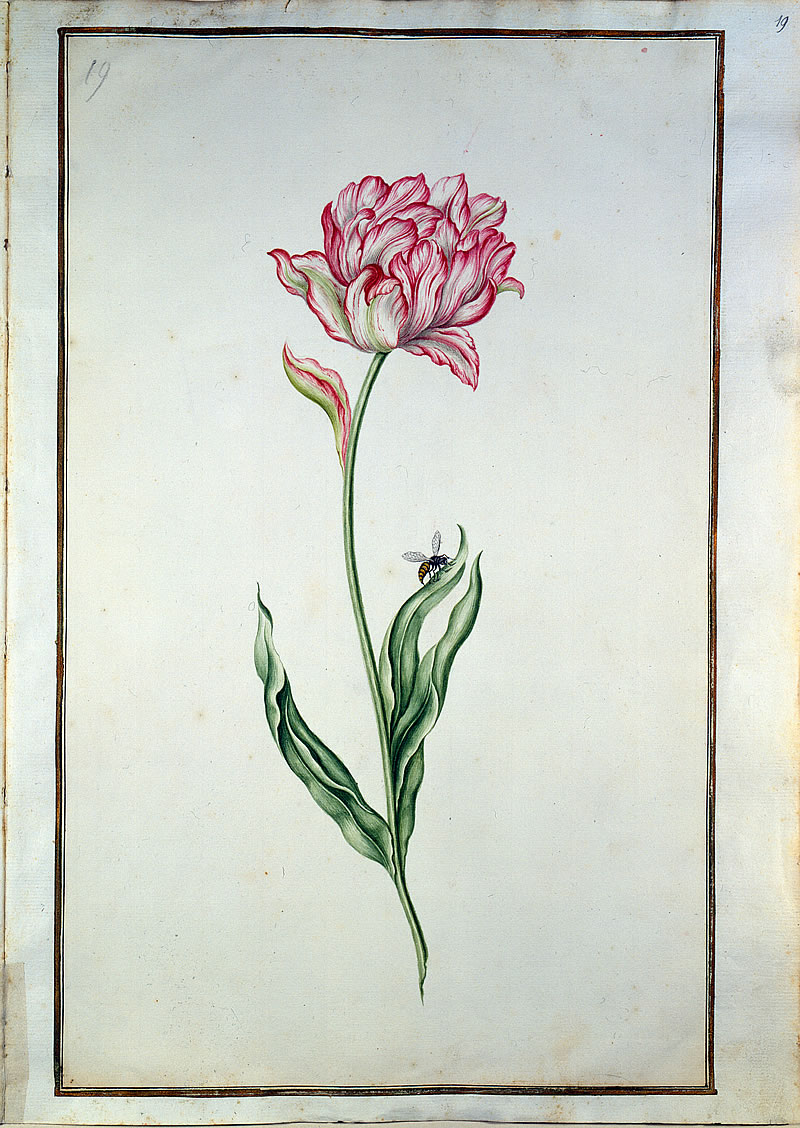 18th century flower painting
