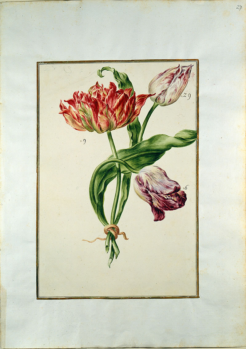 Karlsruher Tulpenbuch a