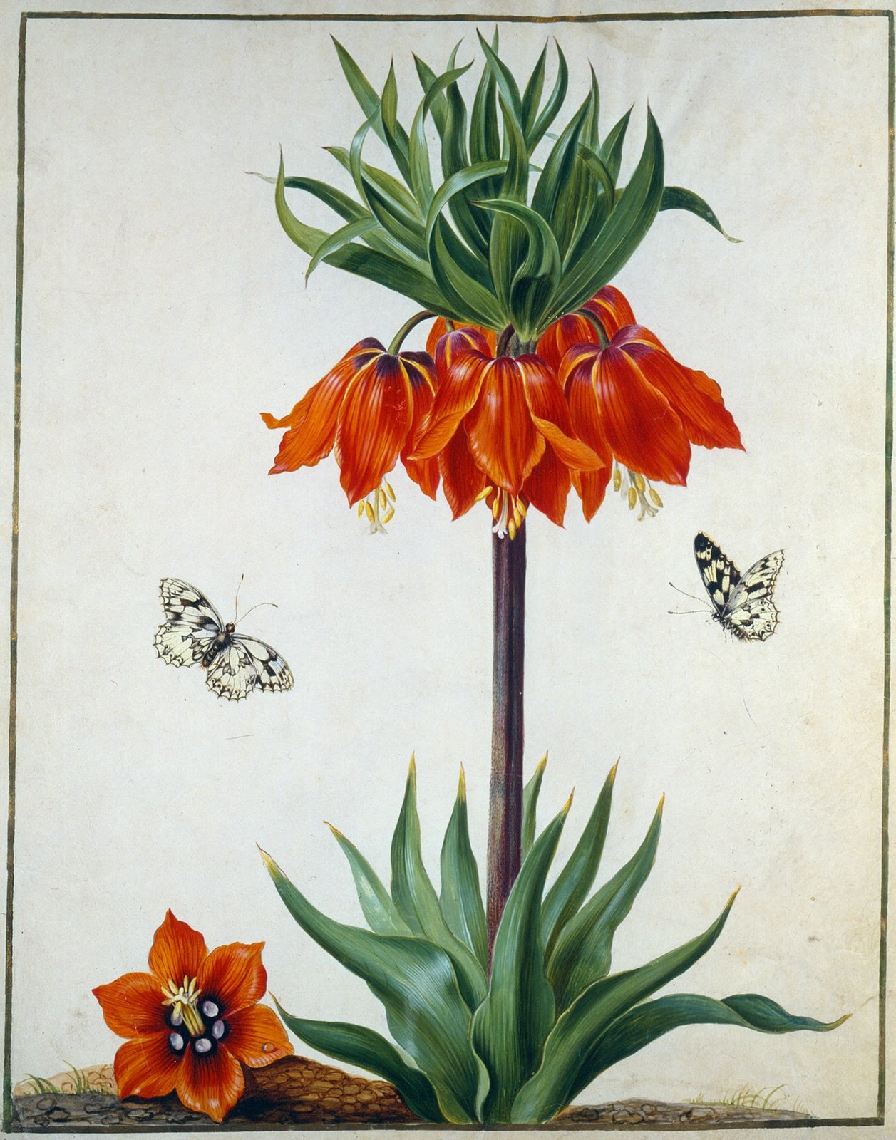 Red flower from 1730 German Tulip Book