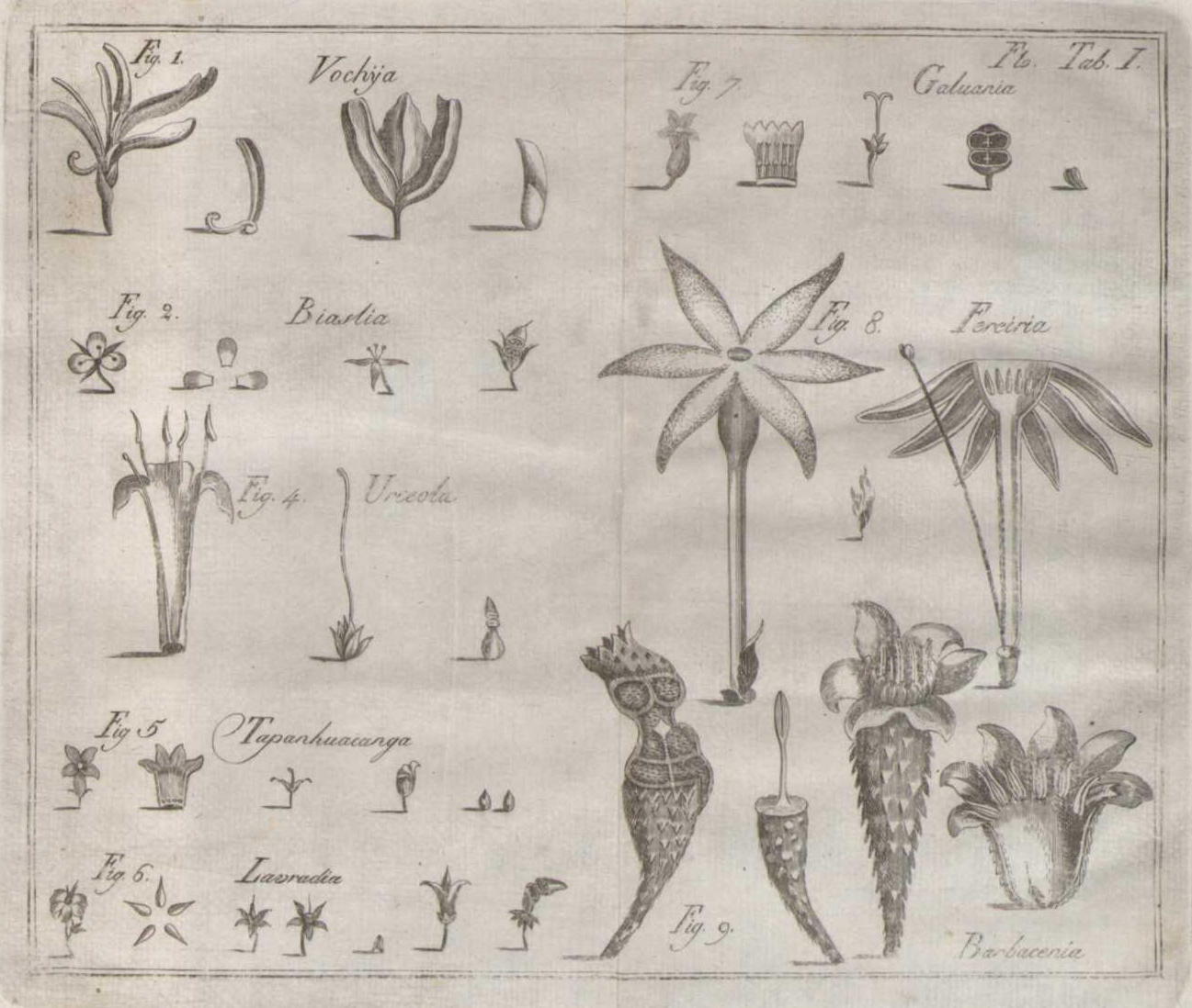 plant part images - Portuguese natural history 1788