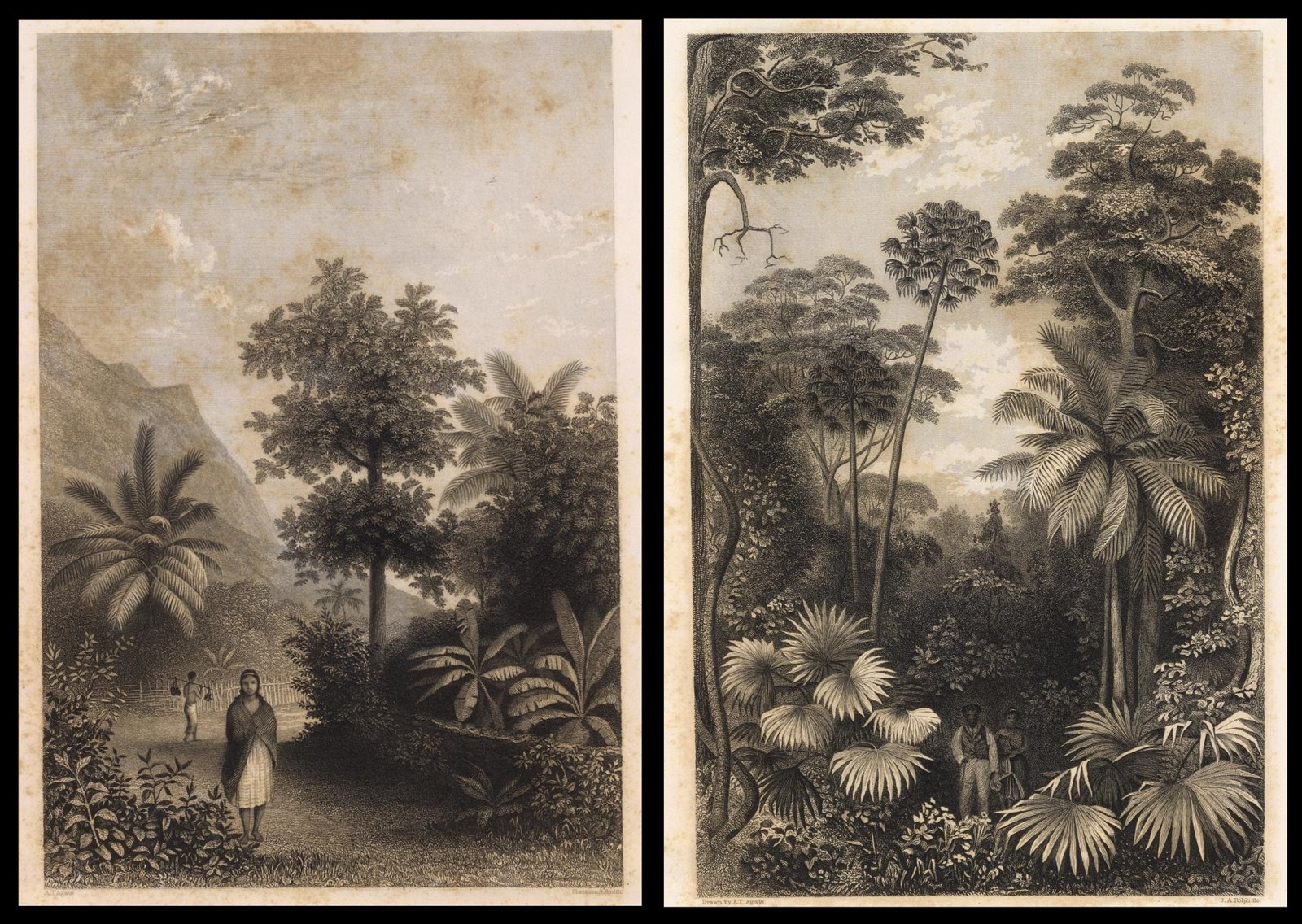 Tahiti jungle scenes - 1845 USA expedition