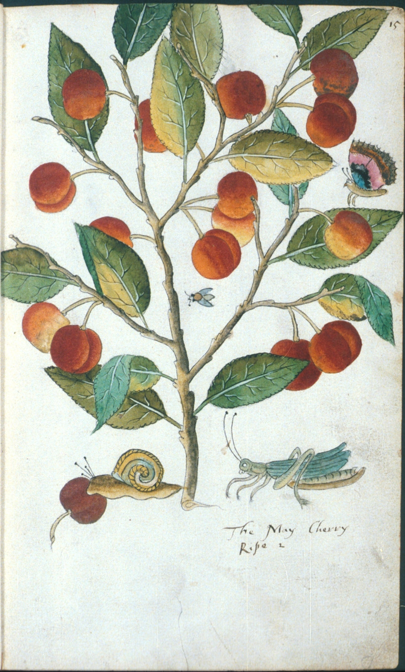 The May Cherry in Tradescant's Orchard