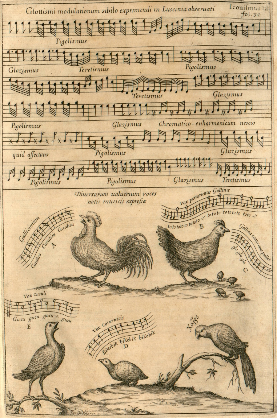 birdsong as musical scores