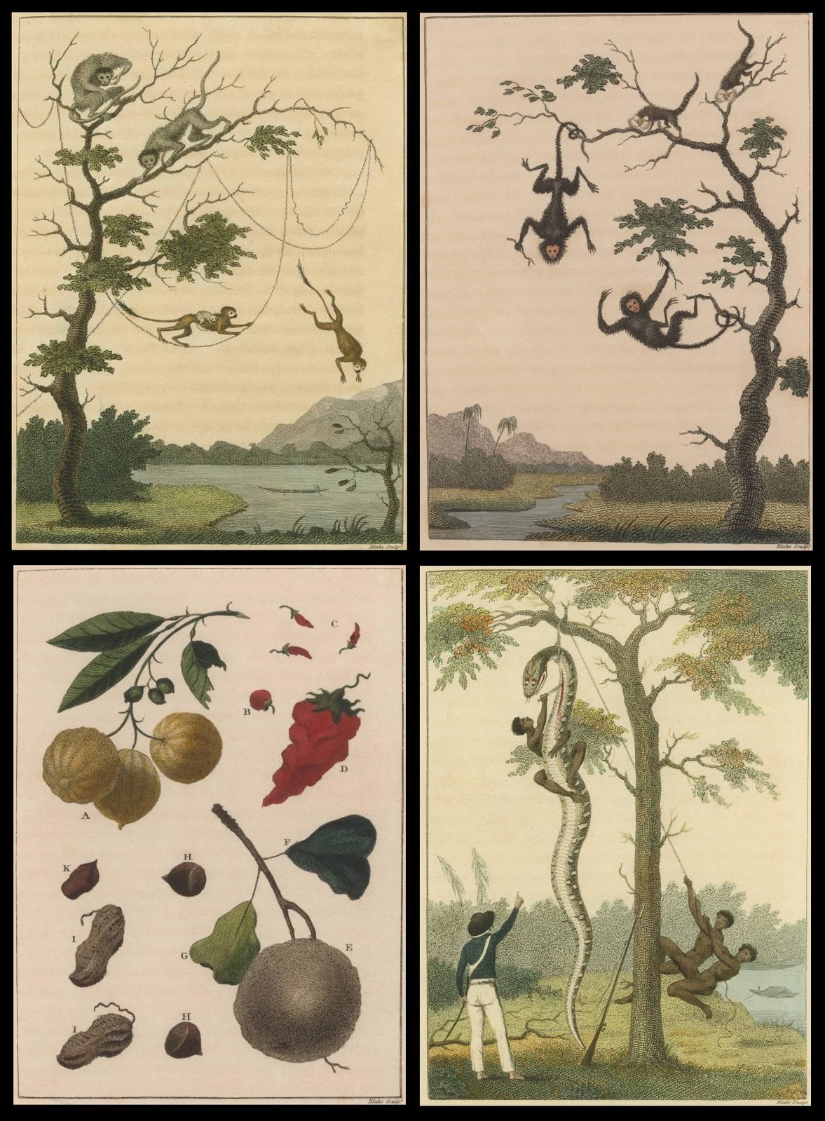 monkeys, snakes and fruit in Surinam 1792