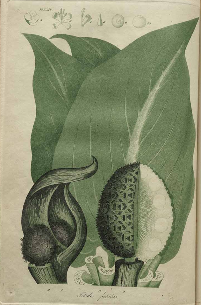ictodes foetidus - skunk cabbage