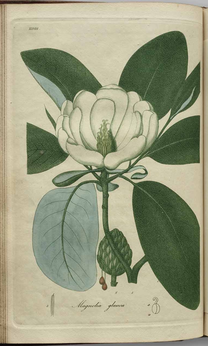 magnolia glauca - small magnolia