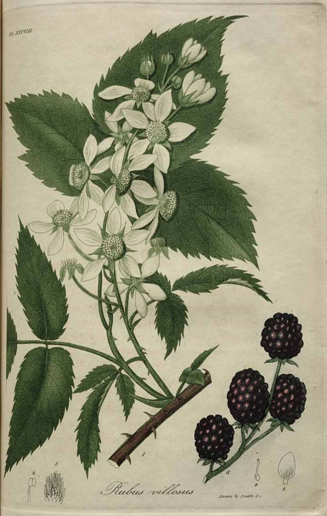 rubus villosus - tall blackberry
