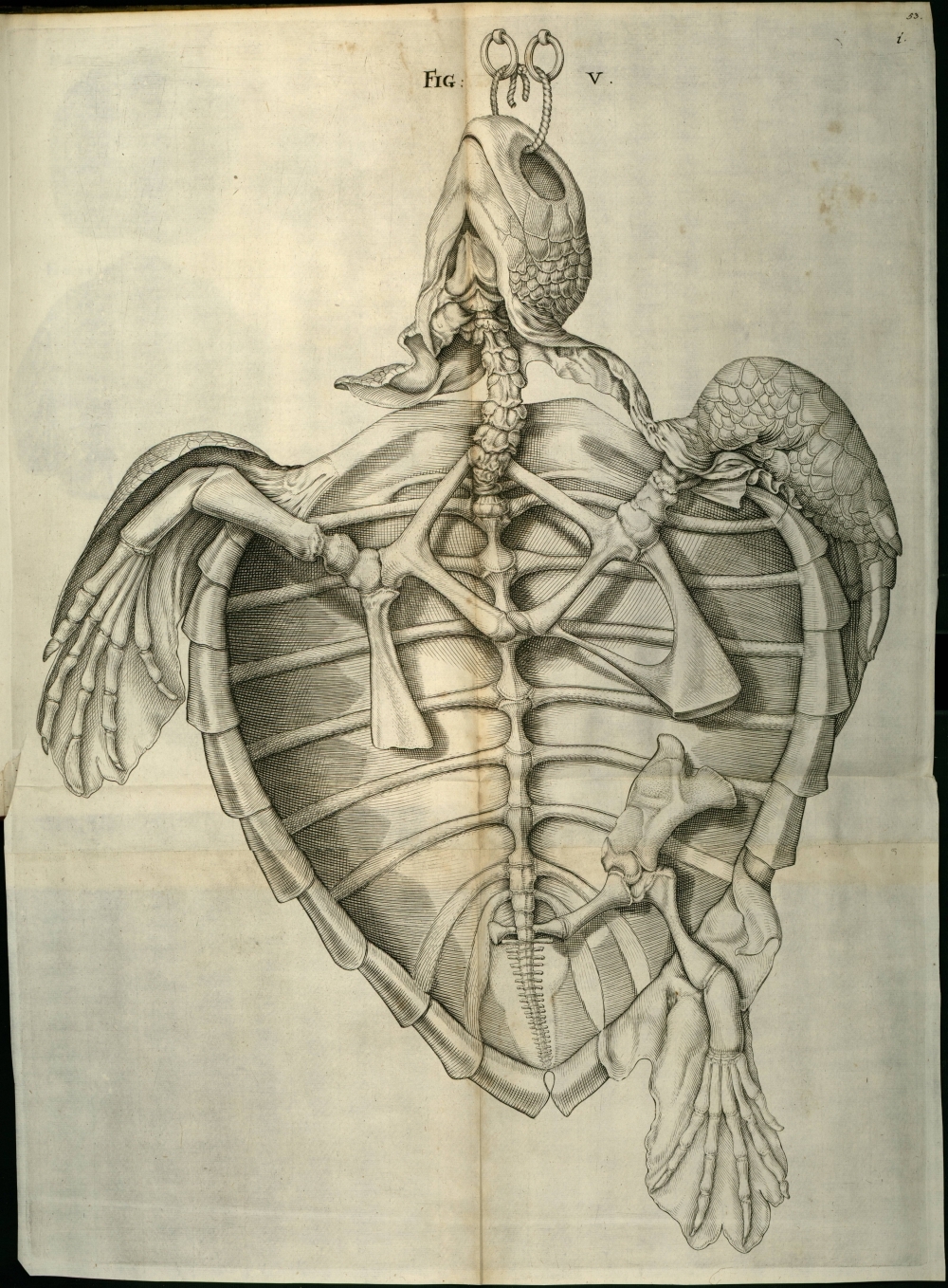 turtle anatomy without organs