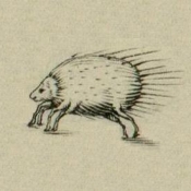 detail of swine