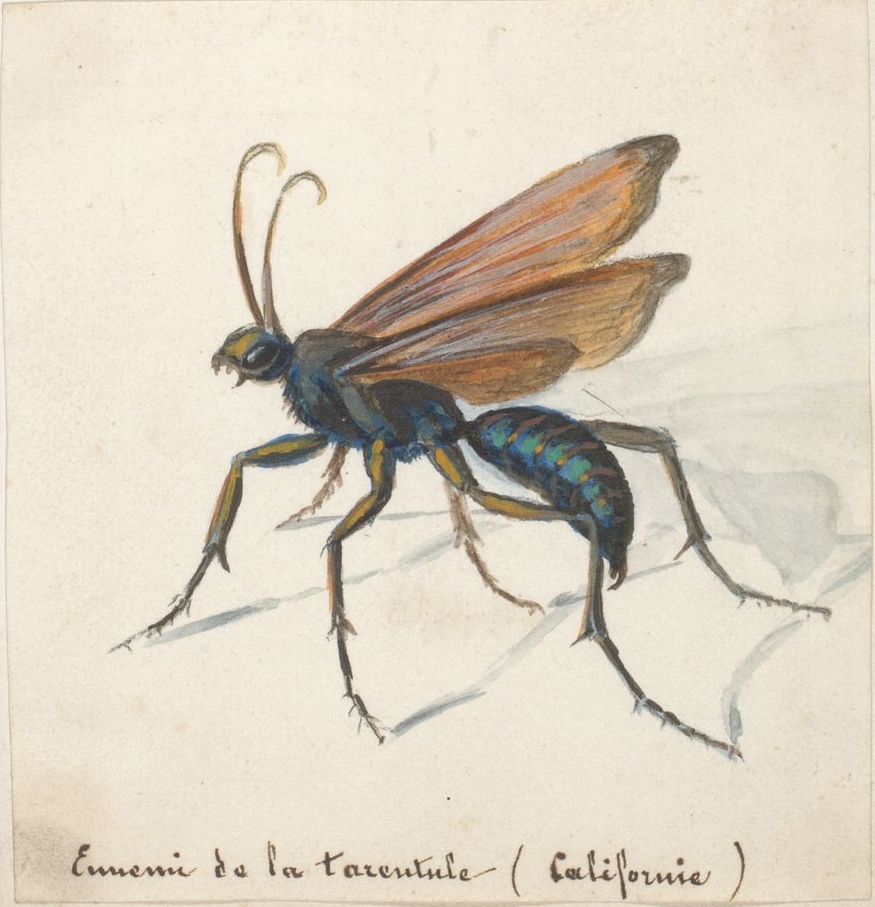 [California+insect+-+enemy+of+tarantula.jpg]