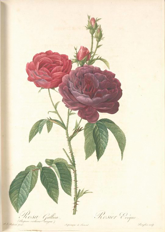Rosa Gallica (Purpuroviolacea Magna)