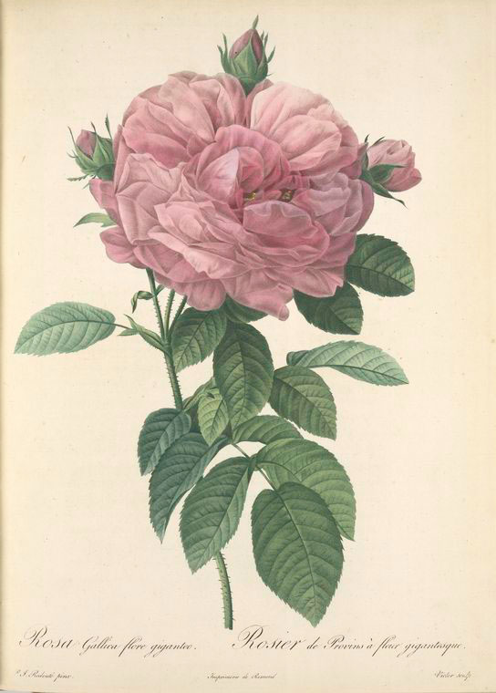 Rosa Gallica Flore giganteo