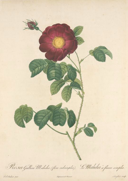 Rosa Gallica Maheka (Flore Subsimplici)