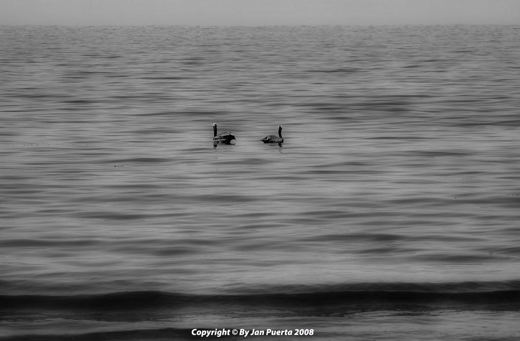 [dos+pelicanos.jpg]