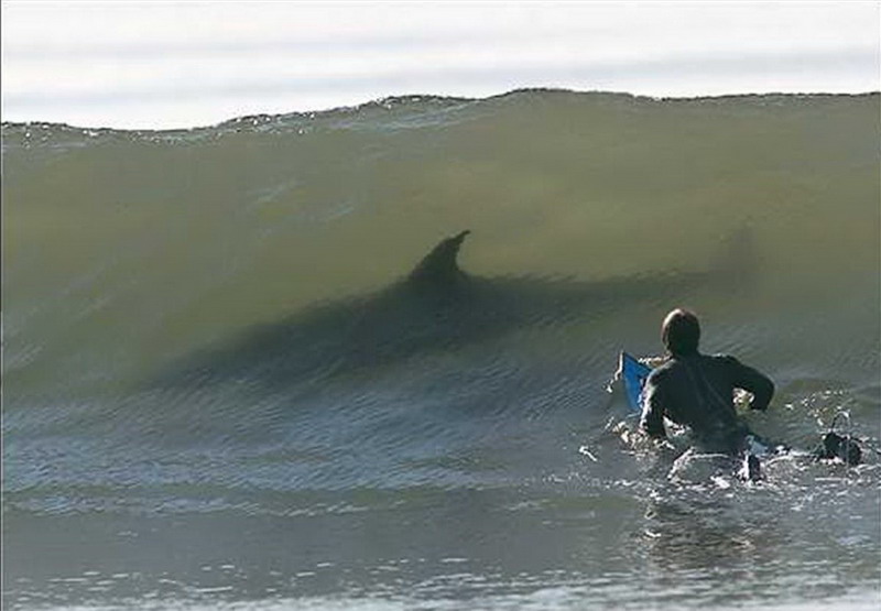 [Shark+surfing+Costa+rica.jpg]