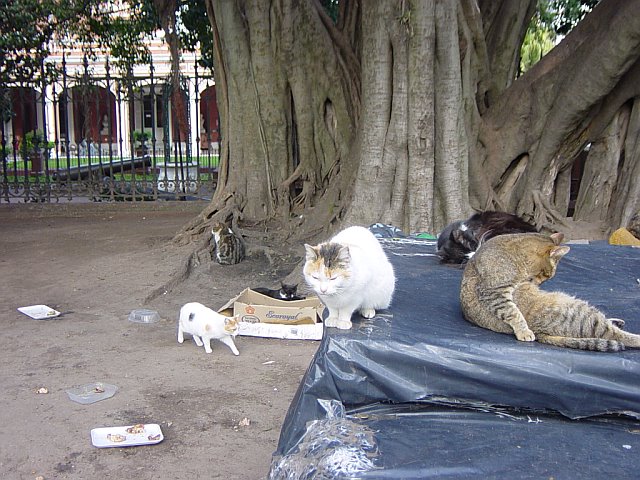 [homeless+cat+paradiso.jpg]