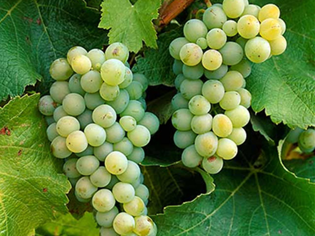 [big_white_sauvignonblanc_grapes.jpg]