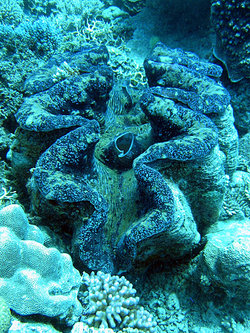 [250px-Giant_clam.jpg]
