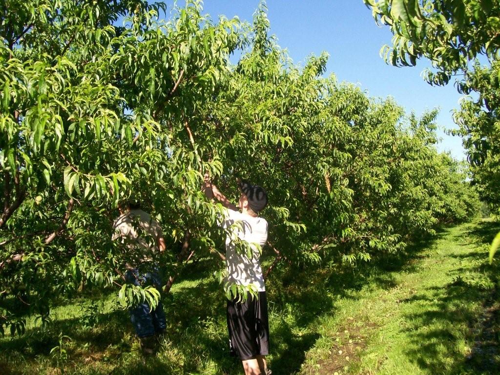 [orchard+2008+001.jpg]