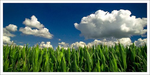 [corn+and+clouds.jpg]