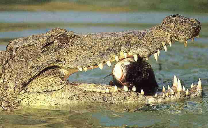 [crocodile_fishing_fish_in_mouth.jpg]