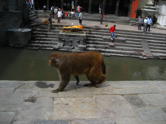 [Nepal+2007-1161.jpg]