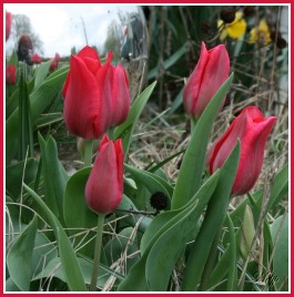 [Bing+Crosby+tulips.jpg]