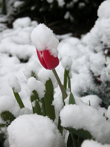 [snow+tulip.jpg]