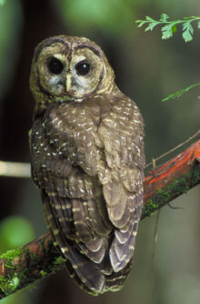 [220px-Northern_Spotted_Owl.USFWS-thumb]