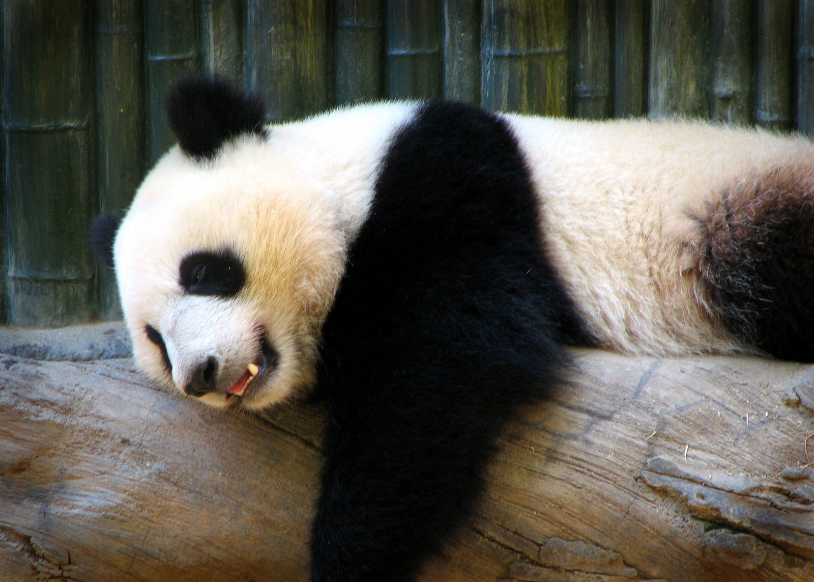 [panda+resting.jpg]
